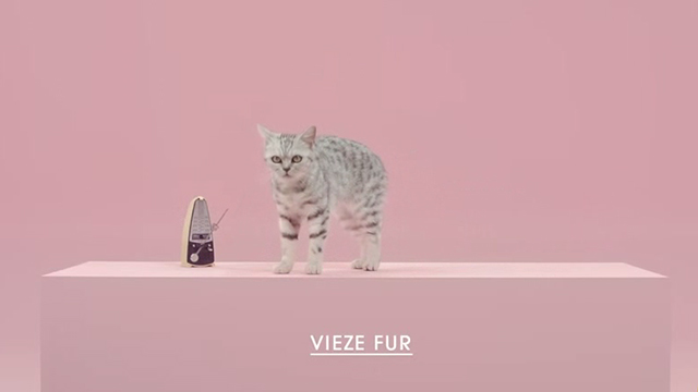 Manon - De Jeugd Van Tegenwoordig - gray tabby cat Vieze Fur