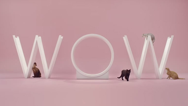Manon - De Jeugd Van Tegenwoordig - cats posing with word Wow