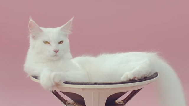 Manon - De Jeugd Van Tegenwoordig - long haired white cat lying on speaker