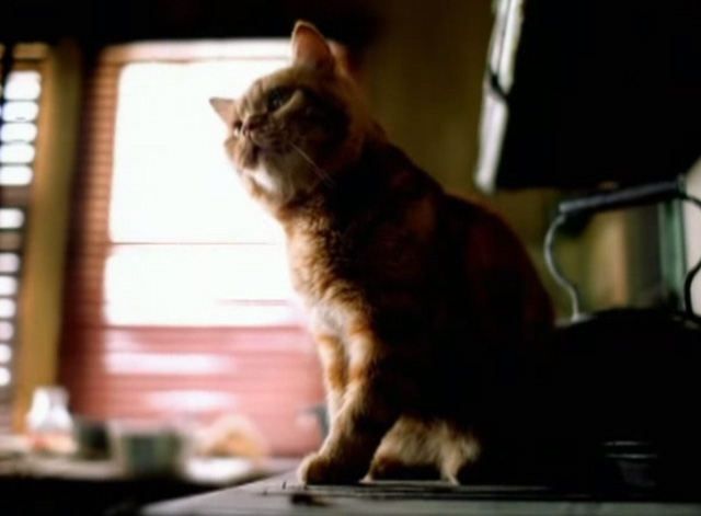 Ms. Jackson - orange tabby cat sitting on counter