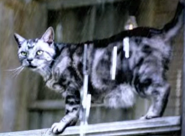 Ms. Jackson - Bengal tabby cat standing in rain