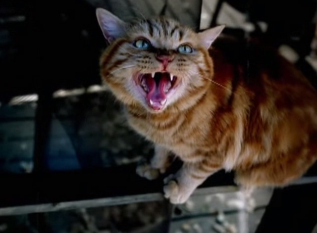 Ms. Jackson - orange tabby cat meowing