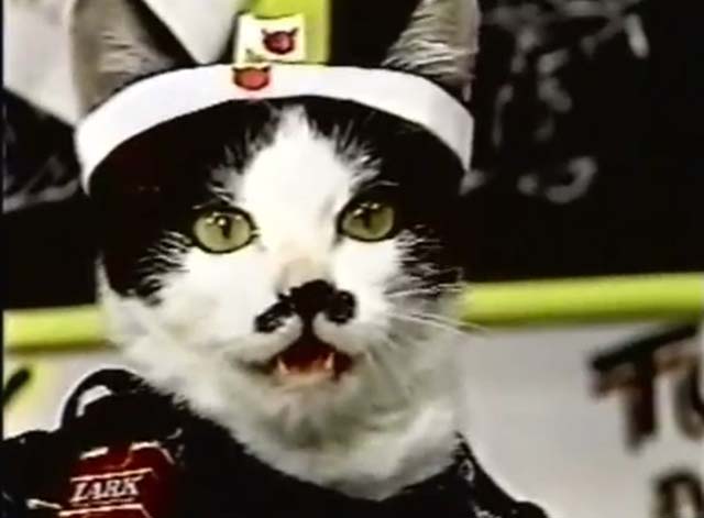 Nameneko - tuxedo cat in rebel outfit