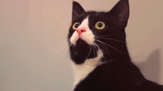 Natural Thing - Nobody Beats the Drum - tuxedo cat looking up