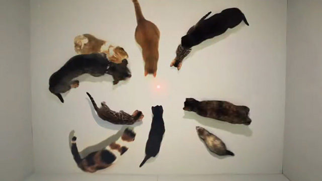 Natural Thing - Nobody Beats the Drum - multiple cats in circle looking at red dot in center