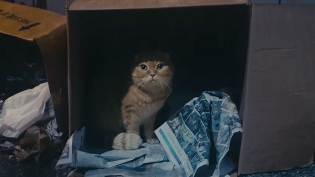 Now That I Found You - Carly Rae Jepson - butterscotch Scottish fold tabby cat Shrampton Cat in cardboard box in rain