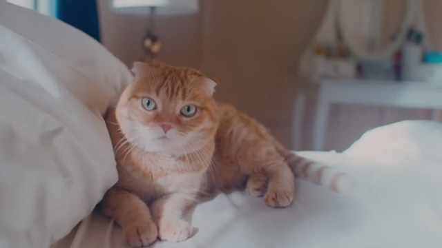 Now That I Found You - Carly Rae Jepson - butterscotch Scottish fold tabby cat Shrampton on bed