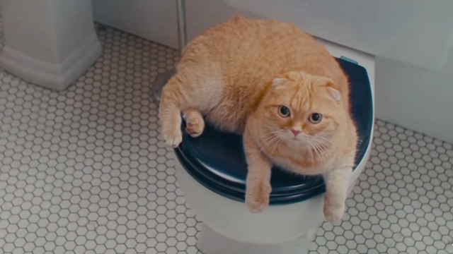 Now That I Found You - Carly Rae Jepson - butterscotch Scottish fold tabby cat Shrampton on toilet