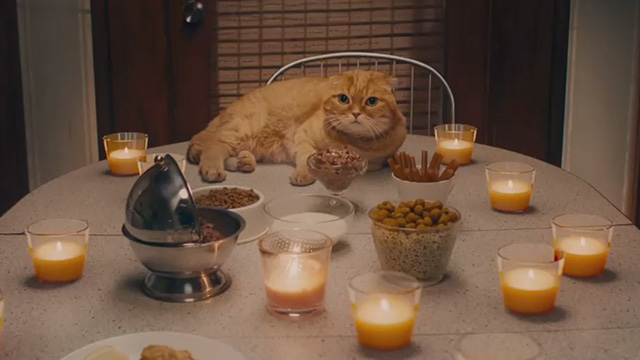Now That I Found You - Carly Rae Jepson - butterscotch Scottish fold tabby cat Shrampton Cat on dinner table