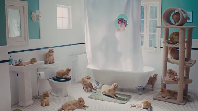 Now That I Found You - Carly Rae Jepson - multiple butterscotch Scottish fold tabby cats Shrampton in bathroom with Carly