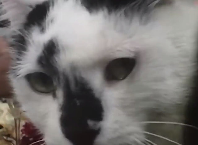 The One Thing - INXS - extreme close up of white cat with black markings
