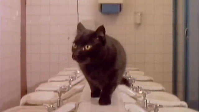 Owner of a Lonely Heart - black cat standing between sinks