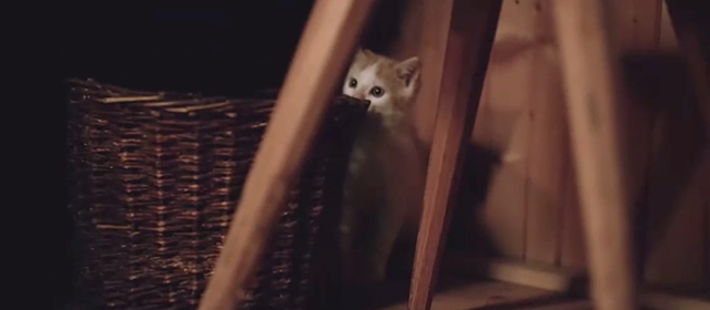Perfect - Ed Sheeran - ginger and white kitten hiding behind basket