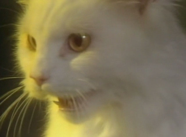 Puss 'n Boots - Adam Ant - white cat close