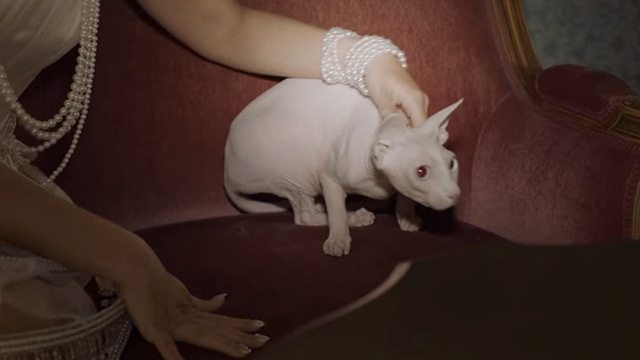 Saara Aalto - Queens - Saara petting gray Sphynx cat