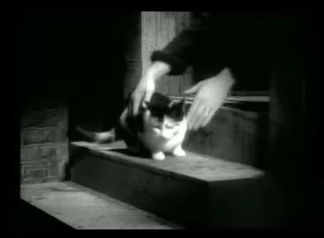 Radio Ga Ga - Queen - calico cat sitting on front step