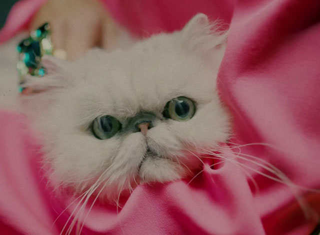 Remedy - Leony - white Persian cat face in crook of arm