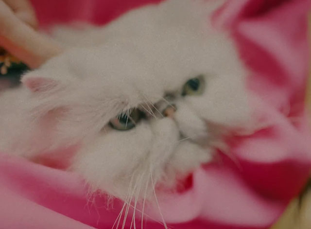 Remedy - Leony - white Persian cat face in crook of arm