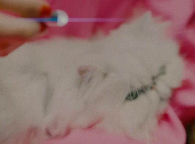 Remedy - Leony - white Persian cat face in crook of arm with light pill above