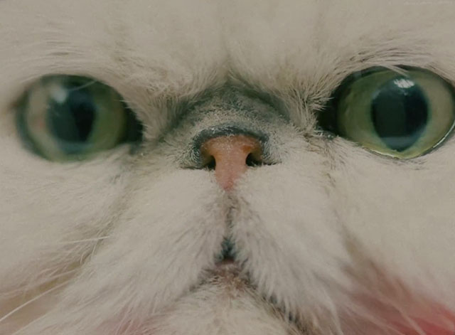Remedy - Leony - extreme close up of white Persian cat face