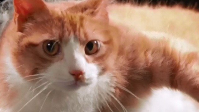 Runaway - sElf orange and white cat close up