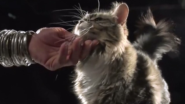 Runaway - sElf Maine Coon cat petted