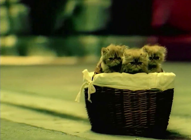 School of Hard Knocks - P.O.D. - basket of tabby Persian kittens sitting in road