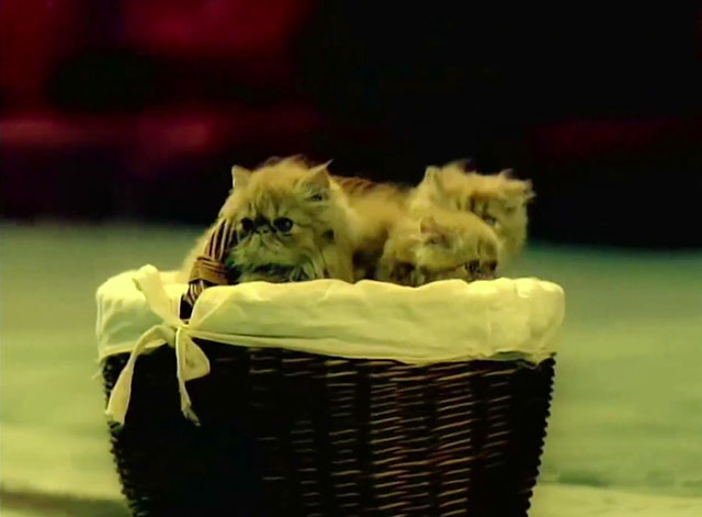 School of Hard Knocks - P.O.D. - basket of tabby Persian kittens sitting in road