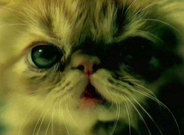 School of Hard Knocks - P.O.D. - extreme close up of tabby Persian kitten