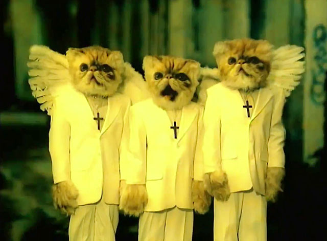 School of Hard Knocks - P.O.D. - tabby Persian kitten heads on angel bodies