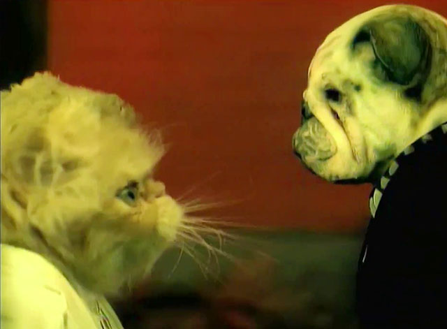 School of Hard Knocks - P.O.D. - tabby Persian kitten face on angel facing bulldog face demon
