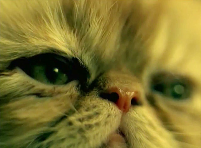 School of Hard Knocks - P.O.D. - extreme close up of tabby Persian kitten face