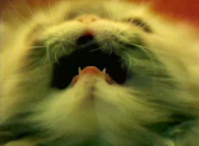 School of Hard Knocks - P.O.D. - extreme close up of tabby Persian kitten face looking up