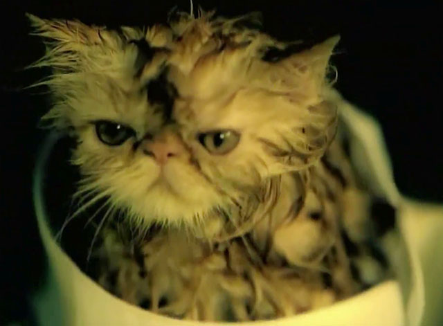 School of Hard Knocks - P.O.D. - wet tabby Persian kitten sitting in basket
