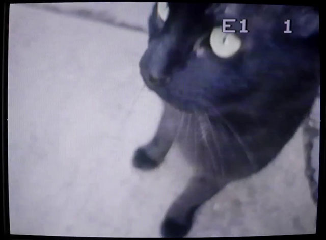 She Owns the Streets - The Raveonettes - black cat
