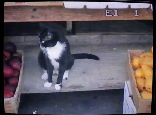 She Owns the Streets - The Raveonettes - tuxedo cat