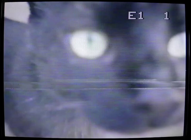 She Owns the Streets - The Raveonettes - black cat
