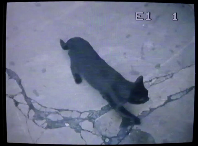 She Owns the Streets - The Raveonettes - black cat