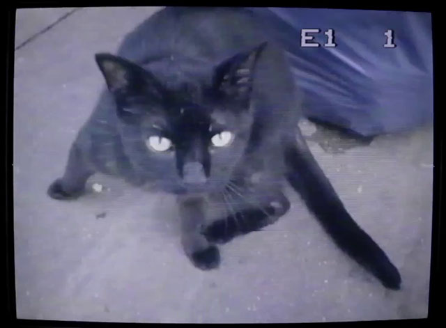 She Owns the Streets - The Raveonettes - black cat
