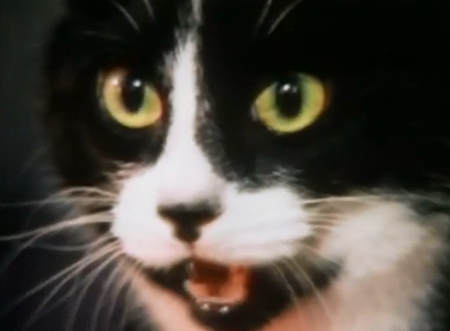 Stray Cat Strut - tuxedo cat close up