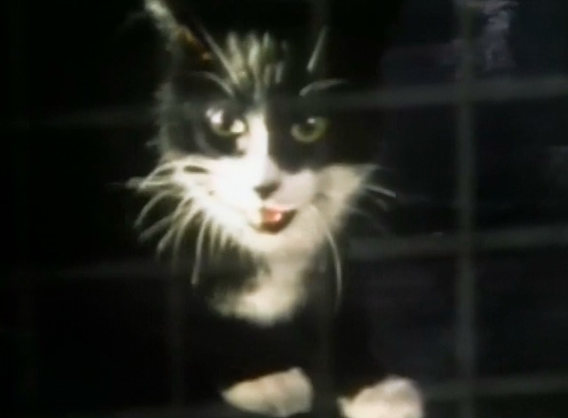 Stray Cat Strut - tuxedo cat through wire mesh