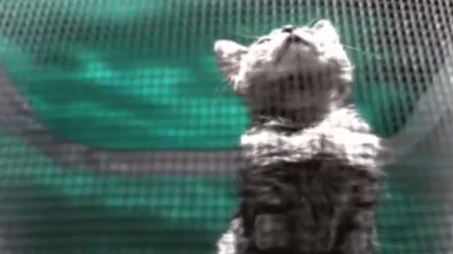 Super Bon Bon - Soul Coughing - grey tabby kitten behind mesh inside crib