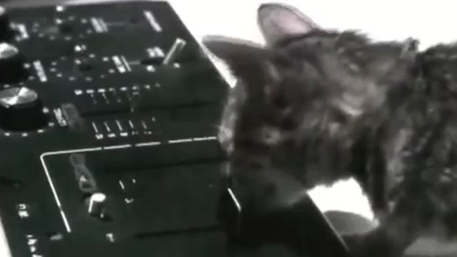 Super Bon Bon - Soul Coughing - grey tabby kitten behind mesh inside crib with sound equipment