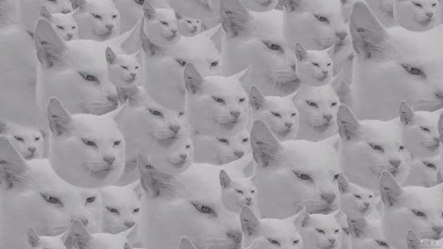 Systematic - Midnight Juggernauts - multiple white cat heads