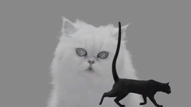 Systematic - Midnight Juggernauts - white Persian cat watching black cat passing