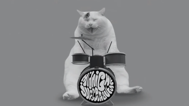 Systematic - Midnight Juggernauts - chonky white cat sitting at drums