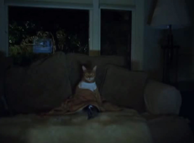 Triumph of a Heart - Björk - Abyssinian cat Litsen sitting on couch watching TV