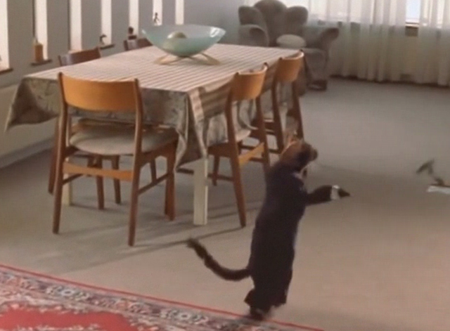 Triumph of a Heart - Björk - Abyssinian cat Litsen throwing keys onto table