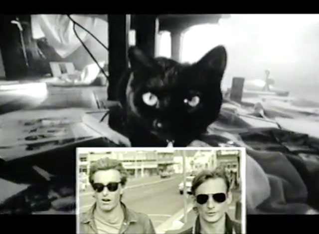 Two Hearts - Australian Crawl - black cat amongst memorabilia with photo of band