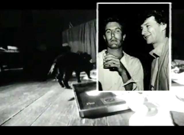 Two Hearts - Australian Crawl - black cat amongst memorabilia with photo of band